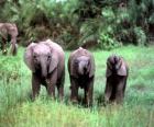 τρία μικρά ελεφαντάκια